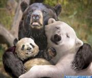 The finals days of Bear according to the WSJ